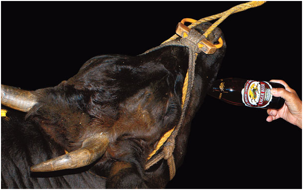 Những chú bò Wagyu được cho uống bia vào mùa hè và chăm sóc chu đáo