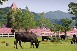 Những chú bò Wagyu nổi tiếng cũng được nuôi tại các trang trại xanh mát ở Niigata