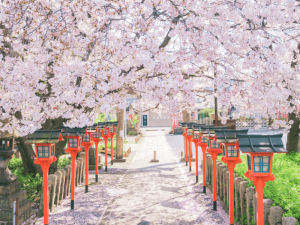Lễ Hội Hoa Anh Đào (Hanami)